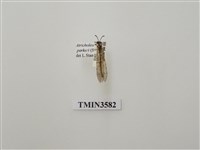 藏品(蟻蛉59)的圖片